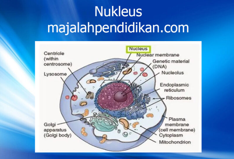 1 Nukleus jaringan tumbuhan