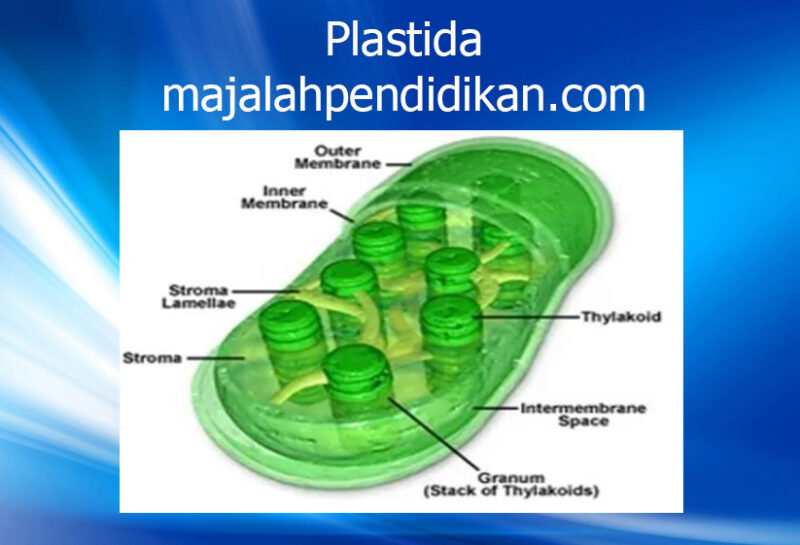 2 Plastida sel tumbuhan