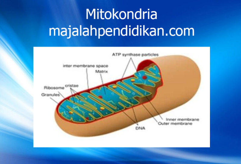 4 Mitokondria sel tumbuhan