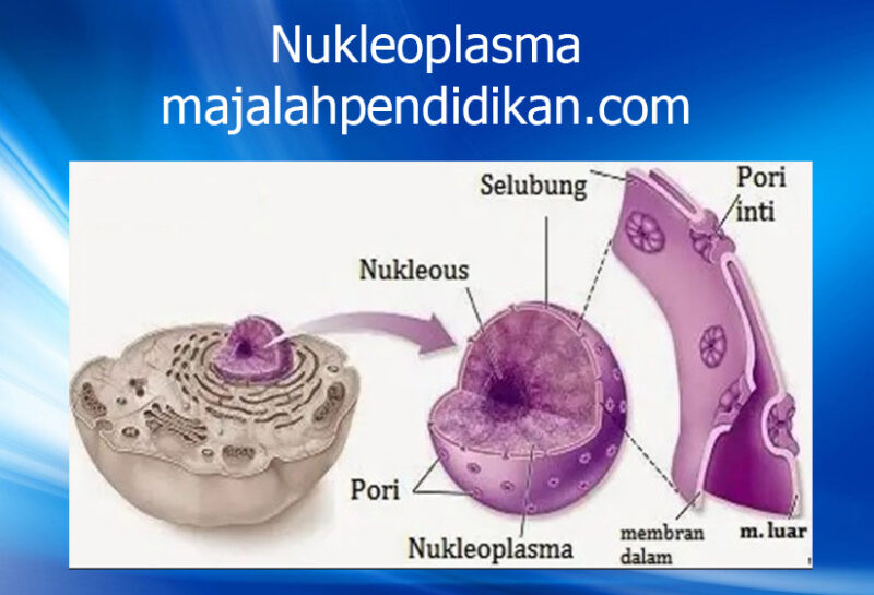 4 Nukleoplasma sel hewan