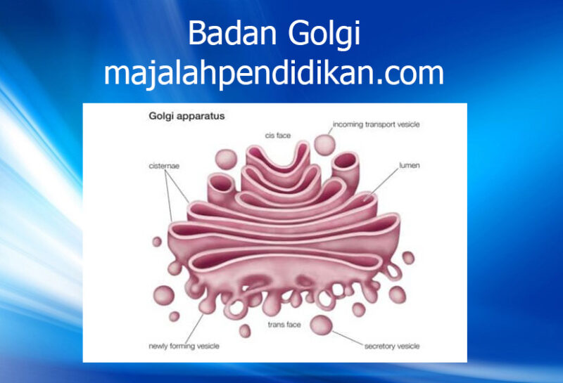 6 Badan Golgi sel hewan