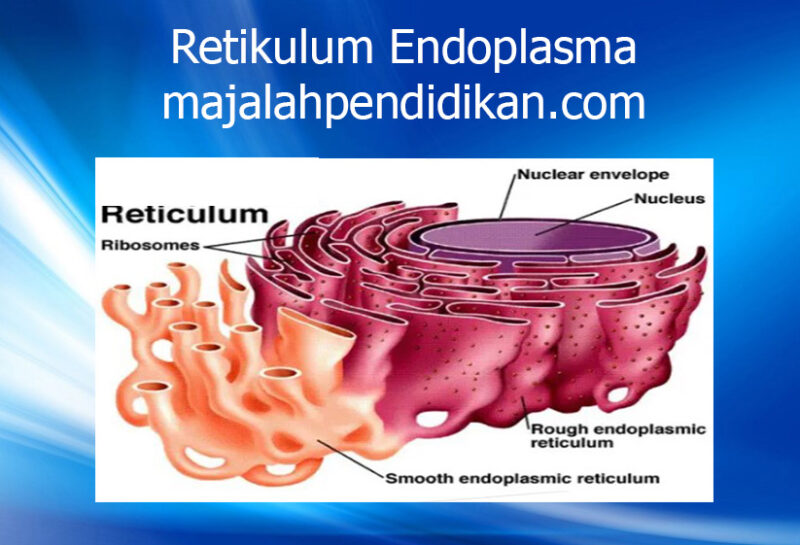6 Retikulum Endoplasma sel tumbuhan