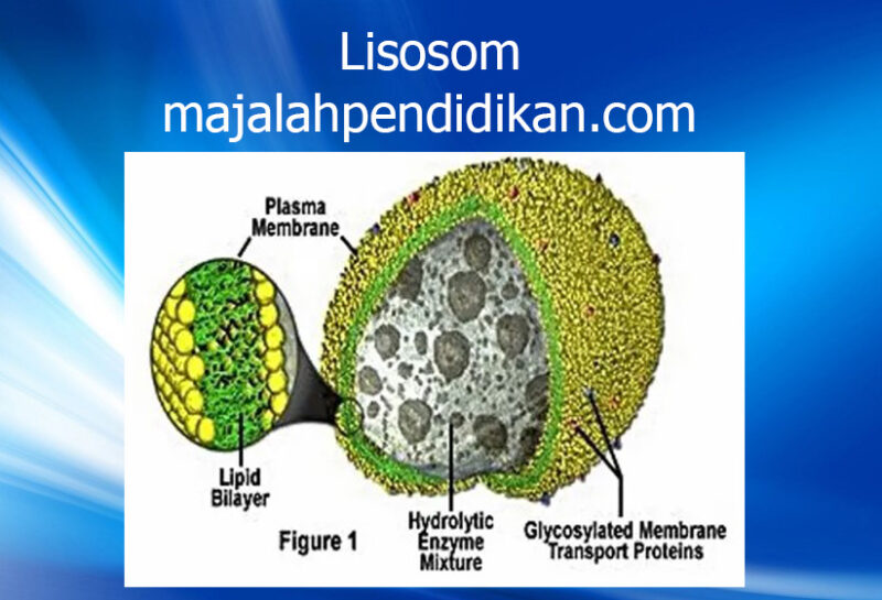 7 Lisosom sel hewan