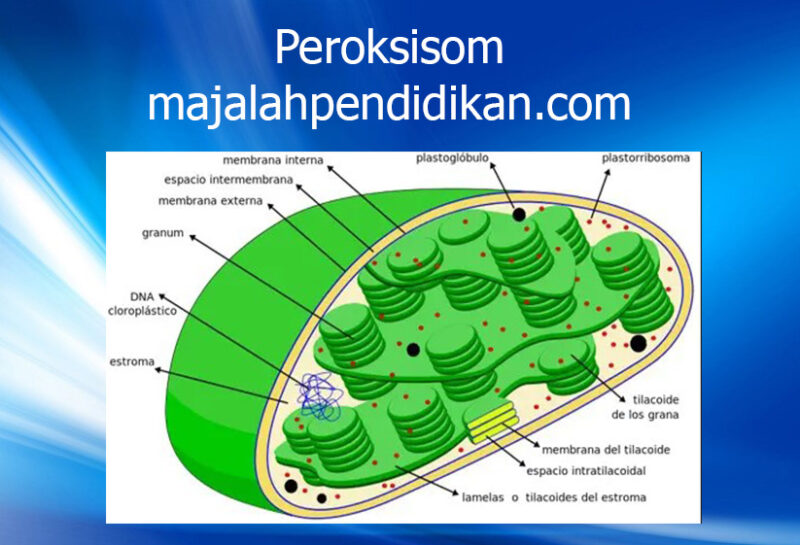 8 Peroksisom sel hewan