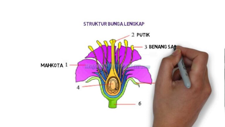 Bagian-bagian Bunga, Pengelompokkan, Dan Fungsinya