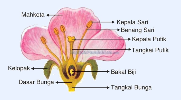 Bagian-bagian Bunga, Pengelompokkan, Dan Fungsinya