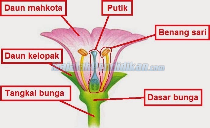 Bagian bunga yang merupakan sel kelamin jantan adalah ....